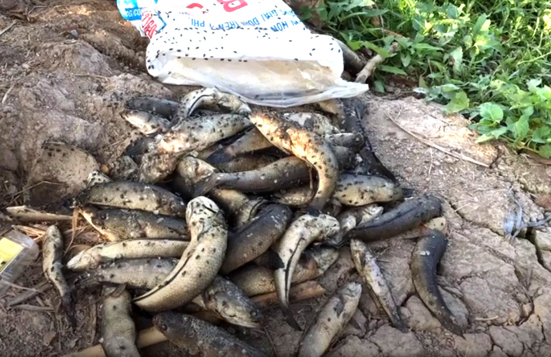 Thông tin từ đường dây nóng